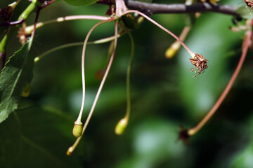 Green berries of a cherry on a branch