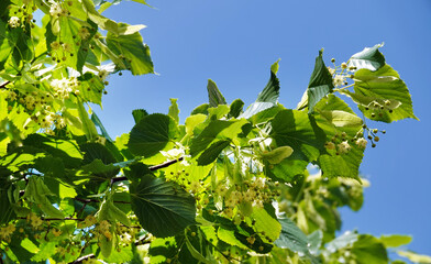 Turning Sweet Cherry Flowers into Berries