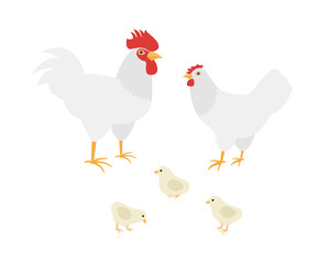 Homemade farm Cock, hen and chickens breed Leghorn. Flat vector illustration on white background