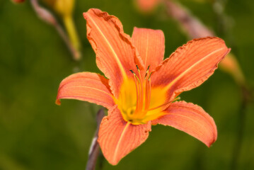 Fototapeta premium orange Blume