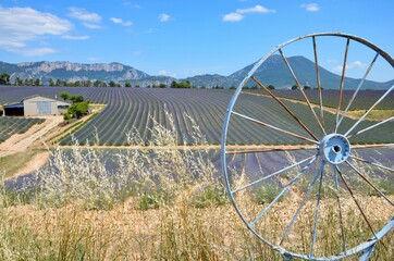Lavender field in Provence, France, Valensole high plateau, cultivation in rows, mountains in the background, blue sky