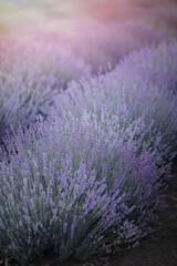 Fototapeta na wymiar lavender field sunset background. Violet flowers blooming field view banner. Selective focus. Vertical orientation
