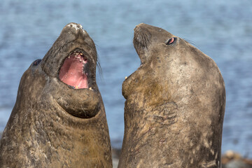 Southern Elephant Seal - juvenile pair fighting