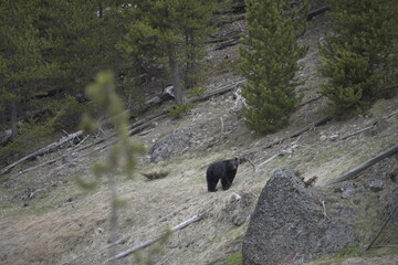 Black bear in yellowstone national park, USA