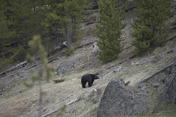 Black bear in yellowstone national park, USA
