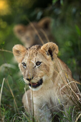 Naklejka na ściany i meble Eagerness of a Lion cub, Masai Mara