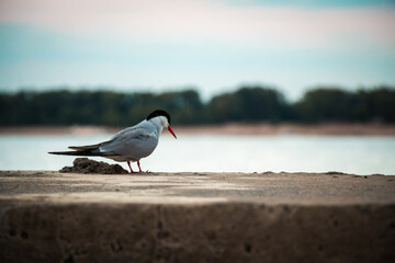 Bird on the banks of the Volga River in Volgograd, Russia