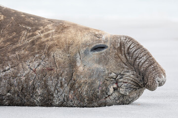 Southern Elephant Seal beach master at rest