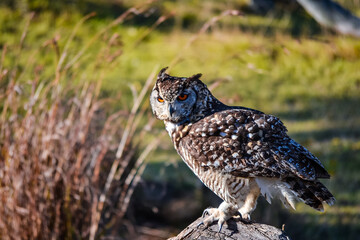 spotted eagle owl