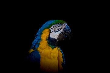 blue and yellow macaw