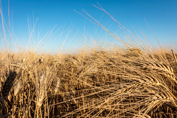 Fototapeta na wymiar Ripe ears of wheat against the blue sky on a summer evening. Selective focus. 