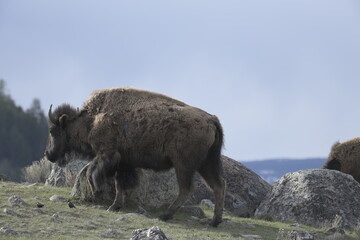 Bison in yellowstone national park, USA
