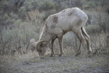 Naklejka na ściany i meble Big horned sheep in yellowstone national park, USA