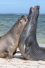 Southern Elephant Seal - immaturew pair fighting
