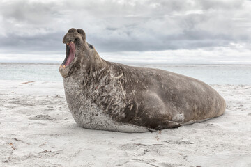 Southern Elephant Seal adult male -beach master roaring dominance