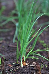 Onions grow outside in the vegetable patch