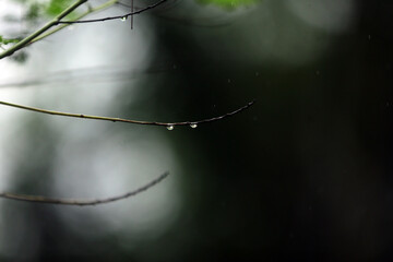 Kerala Plant Full Hd Images