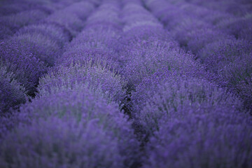 Fototapeta na wymiar lavender field background. Violet flowers blooming field view banner. Selective focus