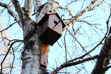 Birdhouse on tree in autumn blue natural background