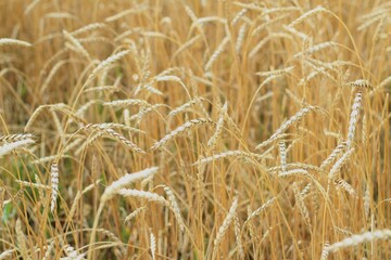 Golden spikes of wheat field in summer