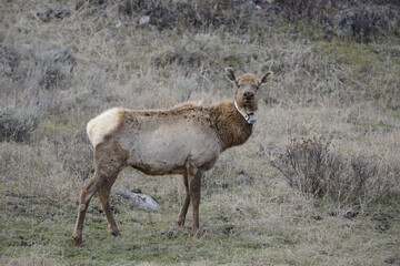 Naklejka na ściany i meble Elk in yellowstone national park, USA