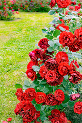 Obraz premium Bush of red roses in garden