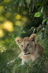 Lion cub under the canopy, Masai Mara