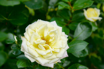 Bush of yellow roses in garden
