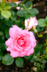 Bush of yellow roses in garden