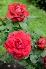 Bush of red roses in garden