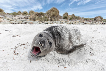 Southern Elephant Seal pup