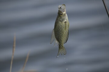 Fish caught in McGee marsh Ohio, USA