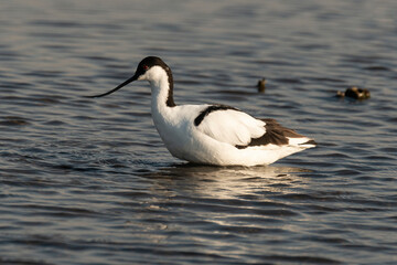 Avocette élégante, Recurvirostra avosetta, Pied Avocet