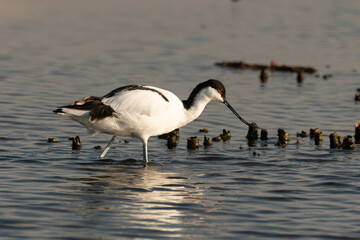 Avocette élégante, Recurvirostra avosetta, Pied Avocet