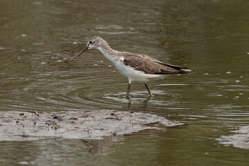 Chevalier aboyeur,.Tringa nebularia, Common Greenshank