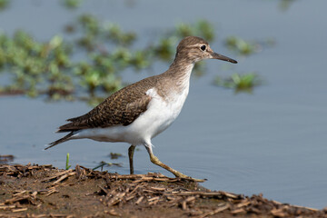 Chevalier guignette,.Actitis hypoleucos, Common Sandpiper