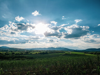 Fototapeta premium sunset in cornfields