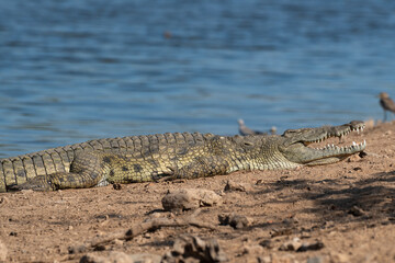 Crocodile du Nil , Crocodylus niloticus, Afrique du Sud