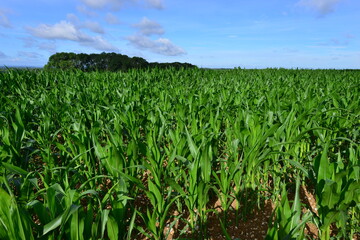 Fototapeta na wymiar Corn Fields in England in early July