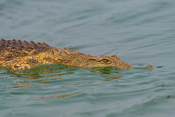Crocodile du Nil , Crocodylus niloticus, Afrique du Sud