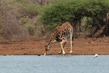 Fototapeta na wymiar Girafe, Giraffa Camelopardalis, Parc national Kruger, Afrique du Sud