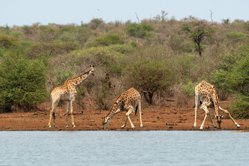 Girafe, Giraffa Camelopardalis, Parc national Kruger, Afrique du Sud