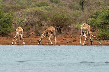 Girafe, Giraffa Camelopardalis, Parc national Kruger, Afrique du Sud