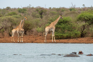 Girafe, Giraffa Camelopardalis, Parc national Kruger, Afrique du Sud