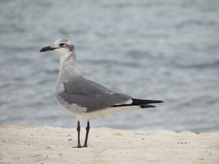 PUERTO MORELOS, MEXICO