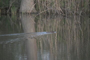 Muskrat in McGee marsh, Ohio, USA