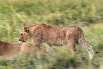 Lion cub walking in savannah, Masai Mara. Motion blur effect
