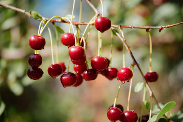 A branch of cherry with ripe berries in sunny weather. Selective focus