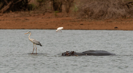 Obraz premium Héron cendré, Ardea cinerea, Grey Heron, Hippopotame, Hippopotamusa amphibius, Parc national Kruger, Afrique du Sud