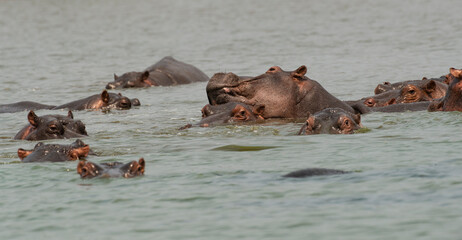 Fototapeta premium Hippopotame, Hippopotamus amphibius, Afrique du Sud